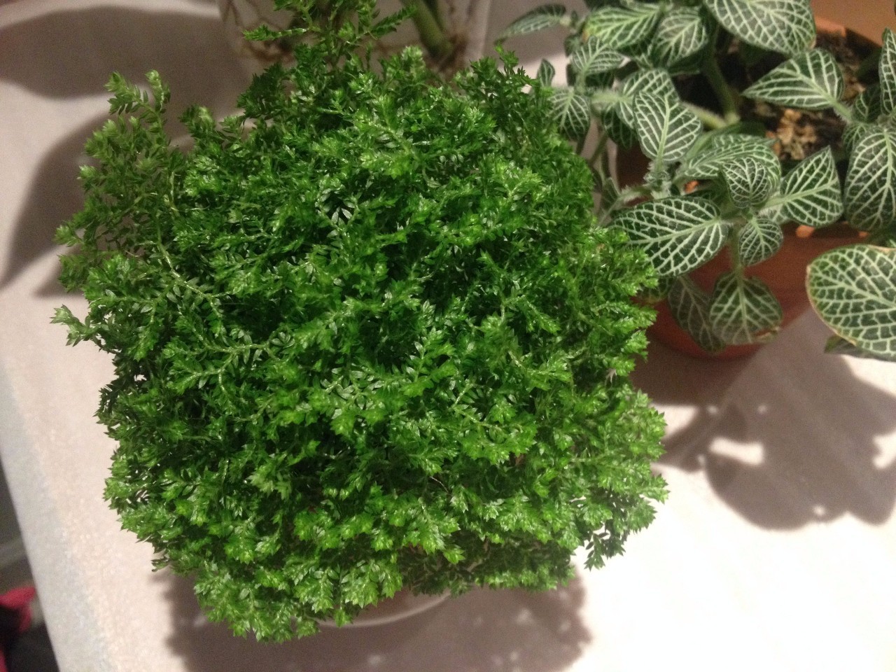 怎么除甲醛靠得牢？竹炭、植物成***“騙局”