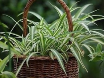 綠色植物大作戰(zhàn)，顏值最高的凈化空氣方法