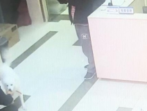 有問題找警察，薩摩耶派出所報案，不注意這件事，對狗狗致命，警察蜀黍卻幫不上忙！