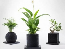 怎么除甲醛靠得牢？竹炭、植物成最大“騙局”