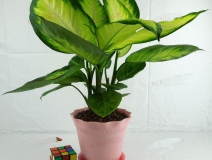 哪些植物可以除甲醛，本事最大呢？