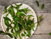 植物可以去甲醛嗎？甲醛治理原理是什么
